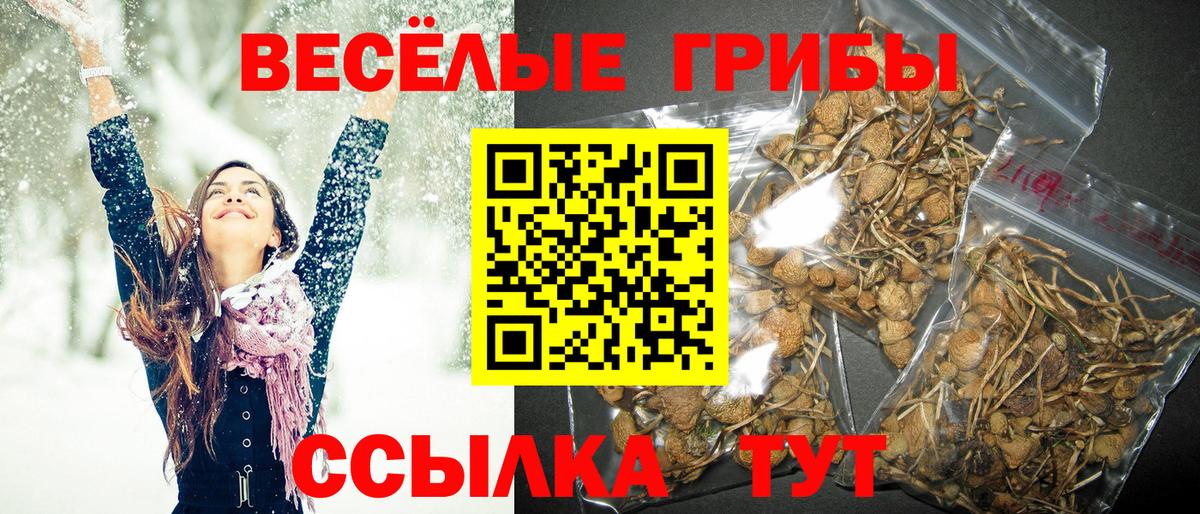 Псилоцибиновые грибы Psilocybe Воронеж
